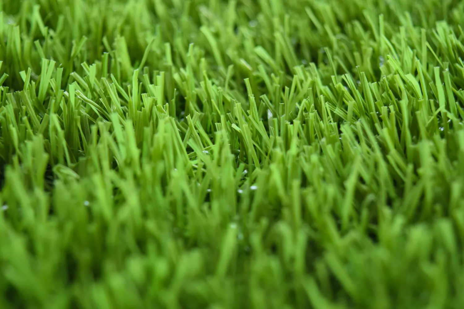 Fotografía completa del campo de arroz